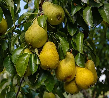 2022 High Quality Export Price Fresh Fruit Yellow Nashi Pear for Sale