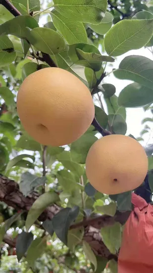 13.5kg Carton Fresh Juicy Brown Pears