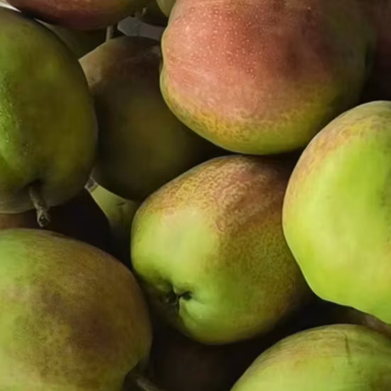 Exportation chinoise de poire Ya jaune fraîche 2023