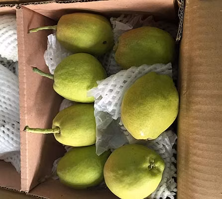 Carton de récolte chinois de haute qualité, couronne de poire dorée, jaune doré, Port de Qingdao, doux, juteux, frais, maturité 100%